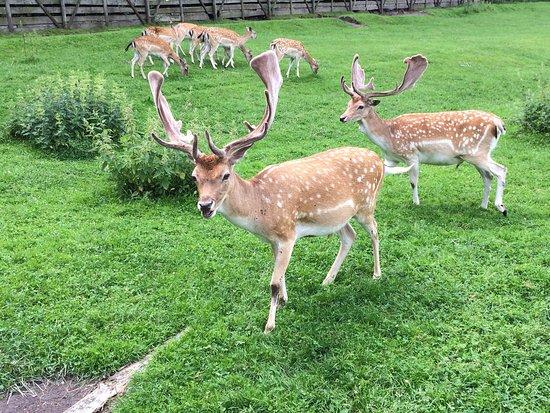 Park Dzikich Zwierząt Kadzidłowo